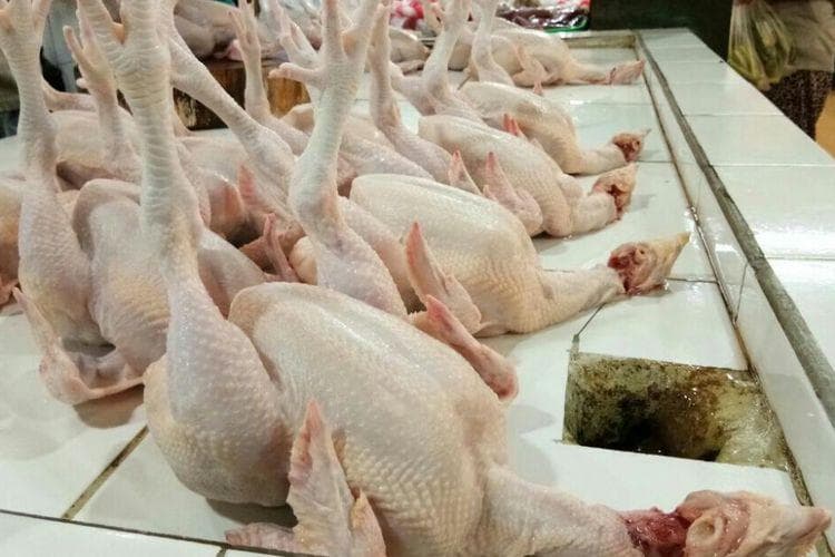 Ilustrasi: Harga daging ayam sempat tembus Rp50 ribu per ekor. (Kompas/Iwan Supriyatna)