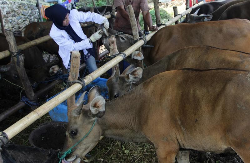 Kasus antraks di Gunungkidul merebak. (Medcom/Antara/David Muharmansyah)