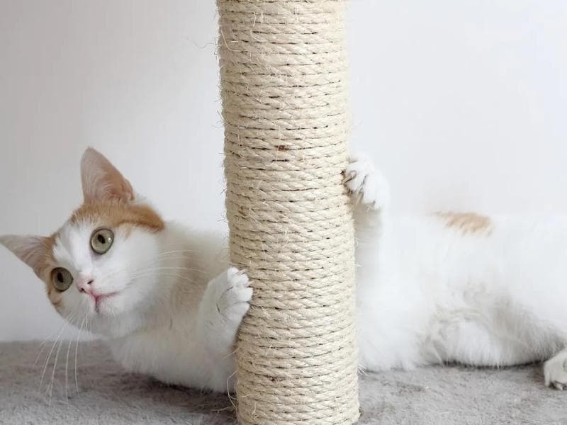 Tiang cakaran kucing. (Bola.com)