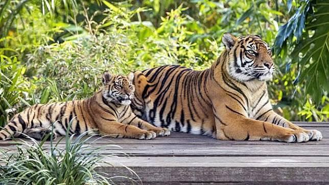 Seekor Harimau betina bernama Nadia positif terjangkit Corona. (Rick Stevens/ Aronga zoo/AFP).