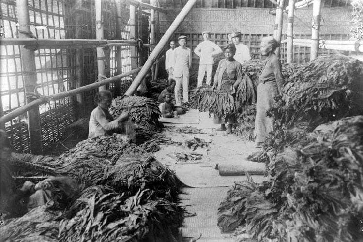 Pada masa tanam paksa, penjajah menentukan tanaman yang harus ditanam. (Tropenmuseum)