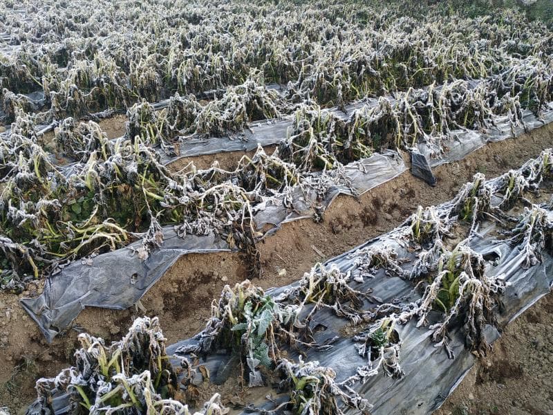 Sayangnya, fenomena embun es di Dieng juga bikin tanaman kentang mati. (Travelingyuk/Tri Vevandi)