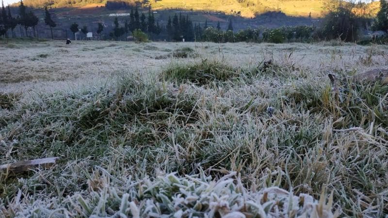 Meski petani sudah ada solusi mencegah tanaman mati karena embun upas, tetap saja hal itu kurang efektif. (Liputan6/Muhammad Ridlo)
