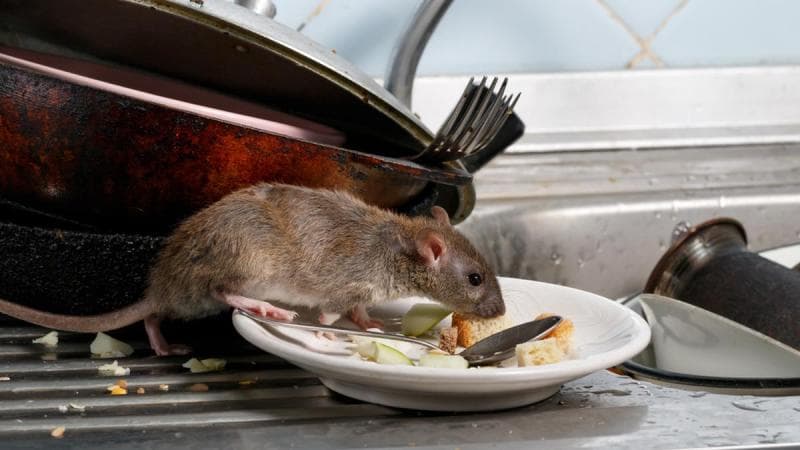 Tanda Sudah Ada Tikus di Dapur Kamu