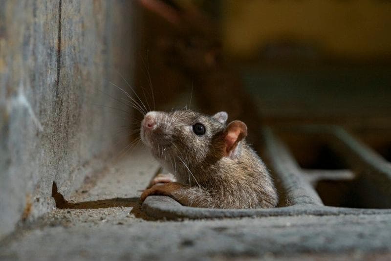 Tikus bisa masuk ke dapur lewat lubang-lubang kecil. (Nationalgeographic)