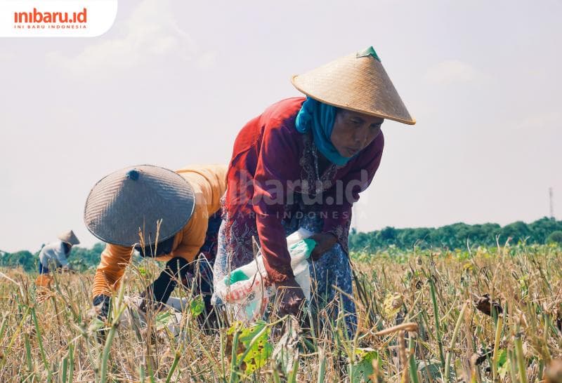 Petani Demak panen kacang hijau saat musim kemarau, Selasa (8/8/2023).&nbsp;(Inibaru.id/ Ayu Sasmita)