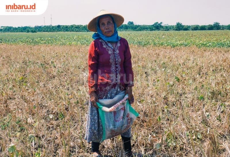 Siti, seorang petani Demak memanen kacang hijau di area persawahan Jalan Lingkar Demak, Desa Jogoloyo, Kecamatan Wonosalam. (Inibaru.id/ Ayu Sasmita)