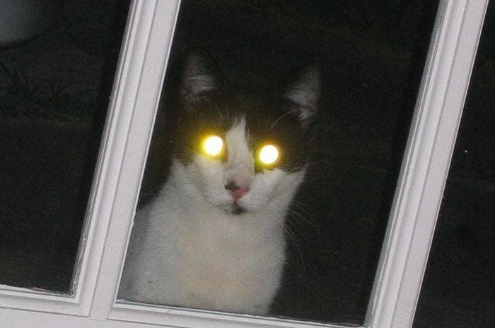 Mata kucing menyala dalam gelap. (Natgeo/Picture of Cat)