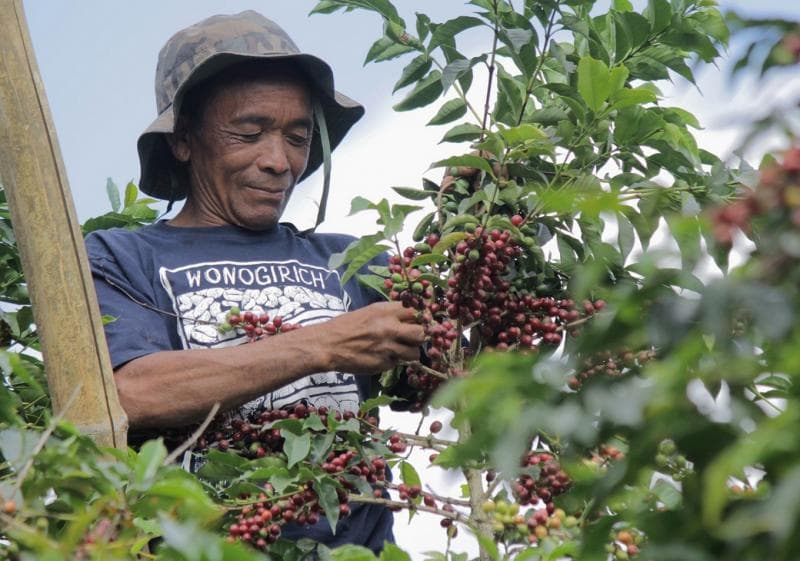 Petani kopi Wonogiri. Kebanyakan perkebunannya sudah eksis sejak zaman penjajahan Belanda. (Thejakartapost/Ganug Nugroho Adi)