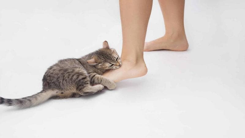 Kucing menggosokkan tubuh ke kaki majikan karena sayang. (Harapanrakyat)