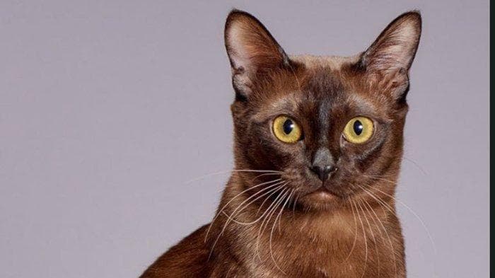 Dalam Sepekan, Belasan Kucing di Ciamis Mati Mendadak