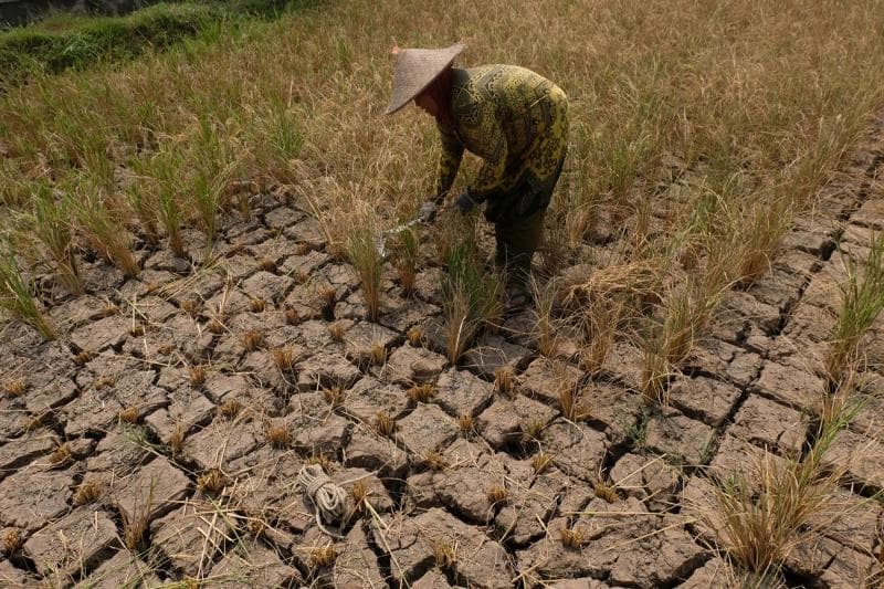 Pada 2050, semakin banyak lahan yang nggak bisa lagi ditanam. (Detik/Antara/Anis Efizudin)