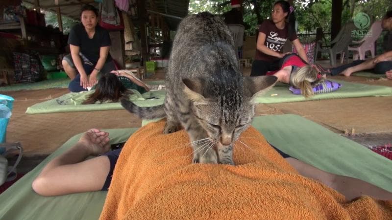 Kucing suka memijat karena alasan insting yang mengingatkan mereka pada masa menyusu dengan induknya. (YouTube/Elephantnews)