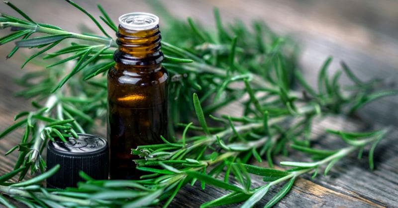 Minyak esensial rosemary bisa dipakai untuk mengusir nyamuk. (Shutterstock/Dani Vincek)