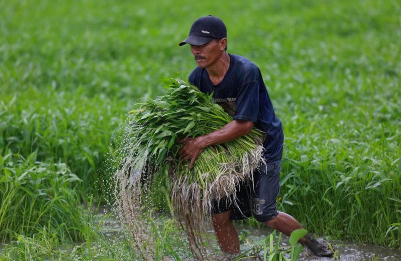 Di Amerika, tanaman kangkung dikhawatirkan bisa menyumbat saluran air dan menghalangi perahu-perahu. (Pikiran Rakyat)