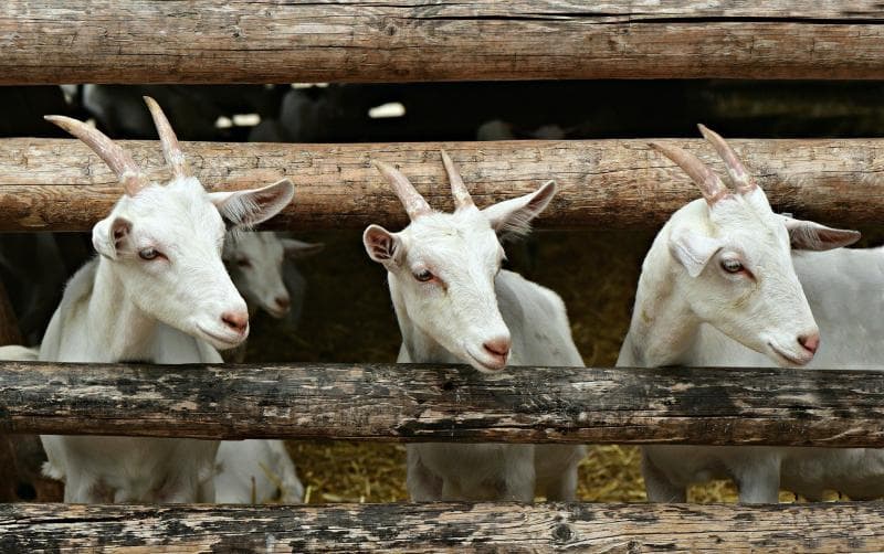 Kambing bisa mengalami heatstroke dan dehidrasi akibat cuaca panas. (Medcom)