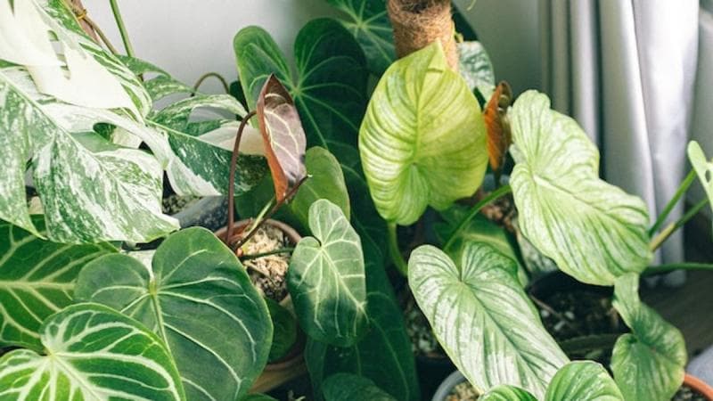 Tanaman bisa berkomunikasi satu sama lain melalui getaran. (Pexels/Huy Phan)