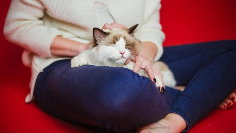 Kucing menyukai suasana tenang saat orang salat. (Bola/Shutterstock)