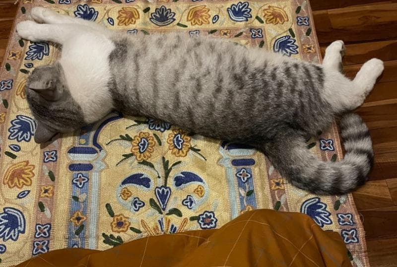Mengapa Kucing Suka Mengganggu Orang Salat?