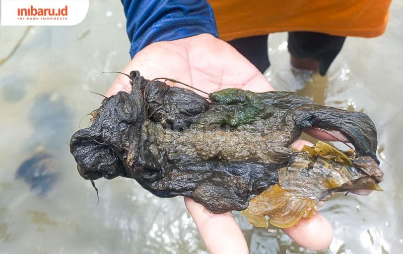 Penampakkan lumut hitam yang bikin gatel-gatel di Pantai Cemara. (Inibaru.id/ Fitroh Nurikhsan)