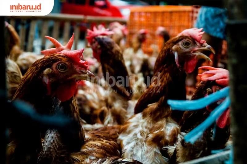 Kecerdasan Buatan Mulai Bisa Memahami Bahasa Ayam