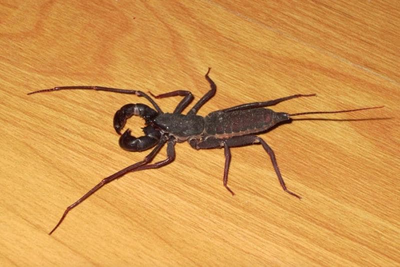 Meski Seram, Ketonggeng Nggak Berbahaya bagi Manusia