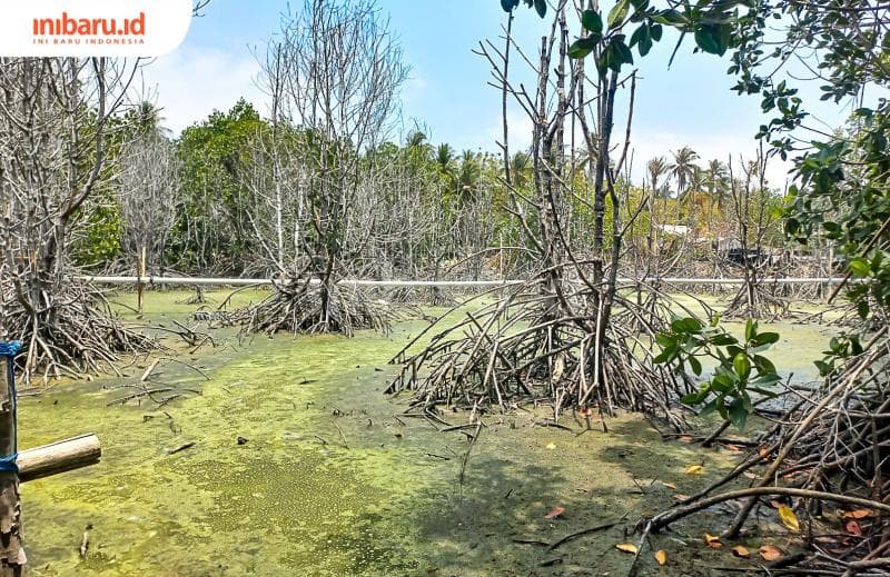 Beberapa pohon mangrove mati diduga karena tercemar limbah tambak udang. (Inibaru.id/Fitroh Nurikhsan)