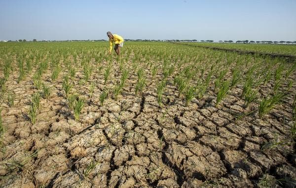 BNPB masih berjibaku mengatasi dampak El Nino. (Antara Foto/Dedhez Anggara)