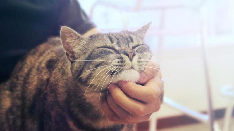 Mengapa Kucing Suka Digaruk Dagunya?