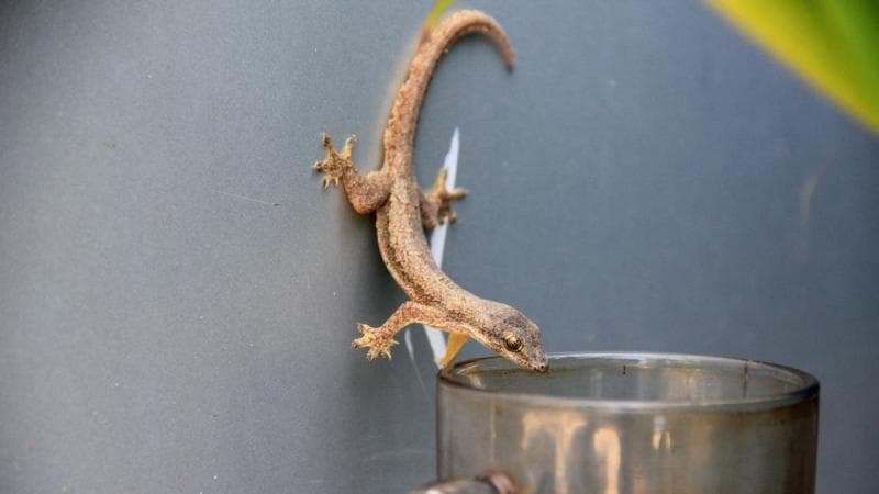 Penyebab Banyak Cicak di Rumah dan Cara Mengatasinya