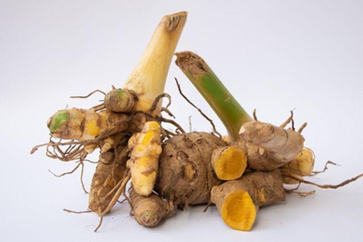 Temulawak, Pilar Kemandirian Indonesia dalam Bidang Kesehatan