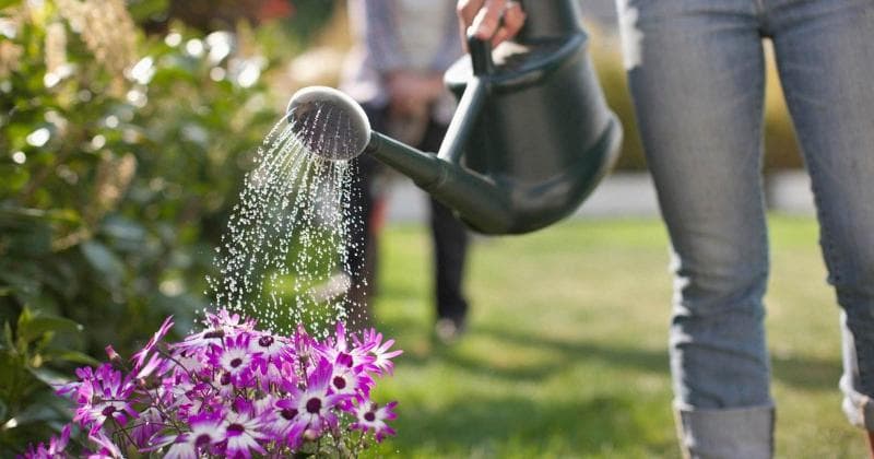 Bahan kimia di air bekas cucian berbahaya bagi tanaman. (Blibli/Bobvilla)