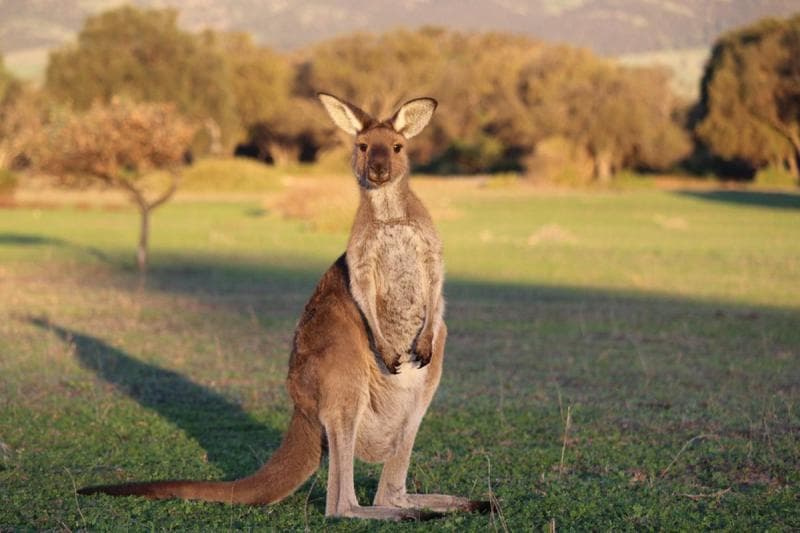 Ilustrasi: Kanguru, hewan berkantung yang hanya bisa dijumpai di Australia. (Shutterstocck)