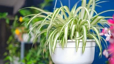 Spider plant dapat mengusir polusi udara. (iStockphoto)