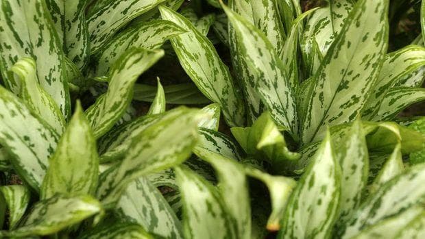 Di tamanmu ada aglaonema? Tanaman ini yahud dalam mengusir polusi. (iStockphoto)