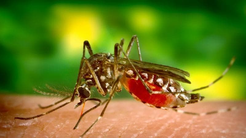 Wolbachia dalam tubuh nyamuk akan menghambat pertumbuhan virus dengue. (Canva-CDC/James gathan)