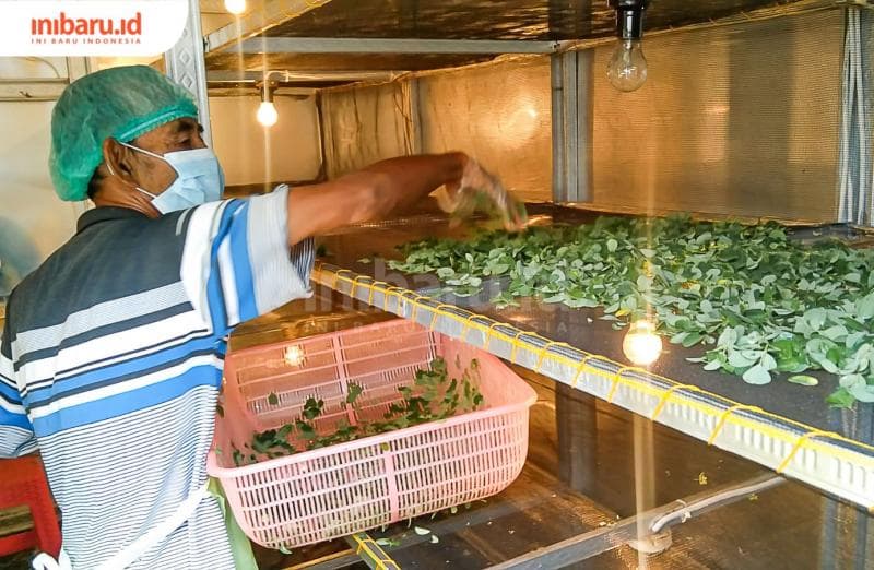 Proses pengeringan menggunakan dehydrator, dipanggang selama dua atau tiga malam dengan panas suhu maksimal 40 derajat.&nbsp;(Inibaru.id/ Ayu Sasmita)