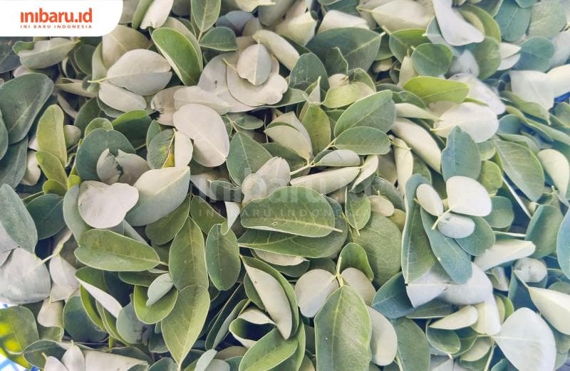 Tumpukan daun kelor pilihan yang sudah dipisahkan dari batangnya, siap untuk dikeringkan dan menjadi bahan pembuatan teh.&nbsp;(Inibaru.id/ Ayu Sasmita)