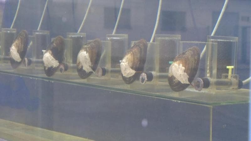 Kerang pendeteksi kebersihan air sungai di Polandia. (Nowiknow)