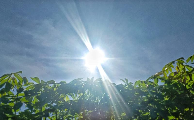 Keberlangsungan hidup kadal bisa dipengaruhi oleh pelestarian hutan. (Istimewa)