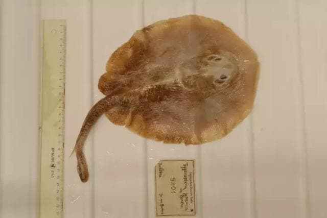 Ikan Pari Jawa Punah karena Manusia