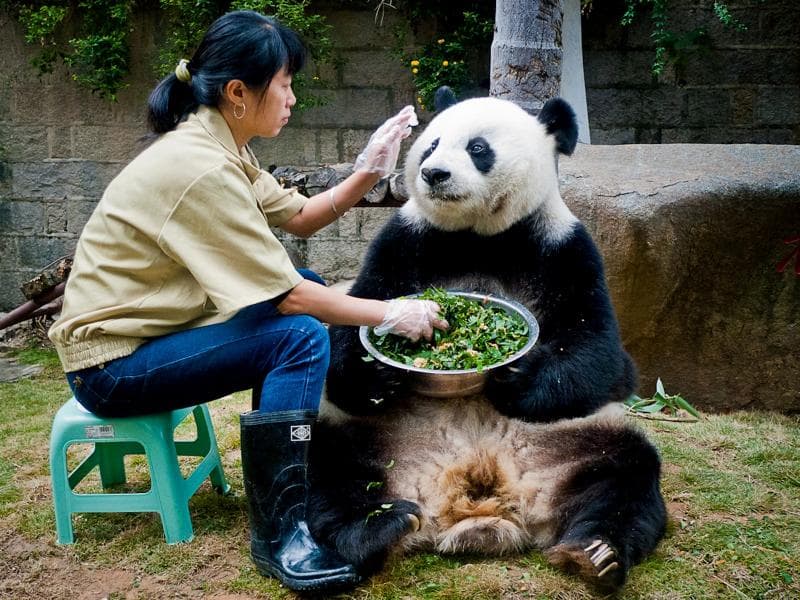 Panda masuk dalam keluarga beruang yang termasuk hewan ganas. (Dpreview/Vlee1009)