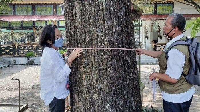 Proses identifikasi pohon langka di Keraton Yogyakarta. (Dok Pemkot Yogyakarta)