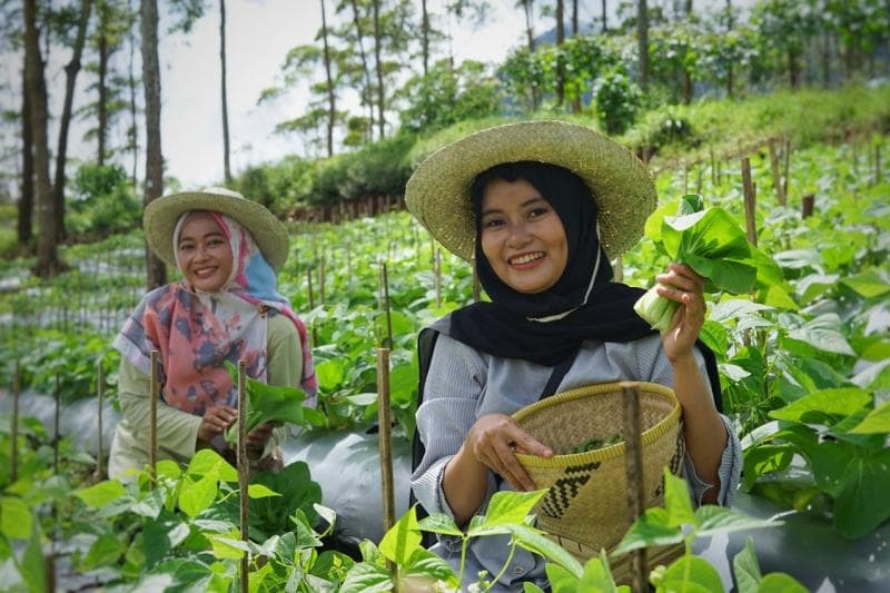 Petani urban sudah banyak kita jumpai di daerah padat penduduk. Mereka mengoptimalkan lahan sempit untuk bercocok tanam. (Dompetdhuafa)