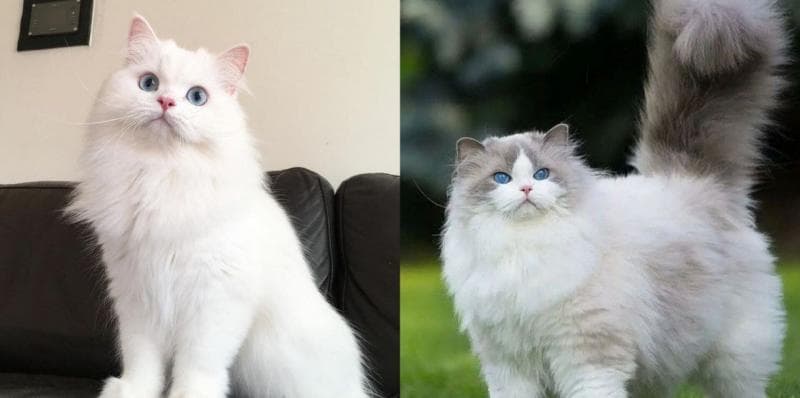 Apa Beda Kucing Anggora dan Kucing Persia?