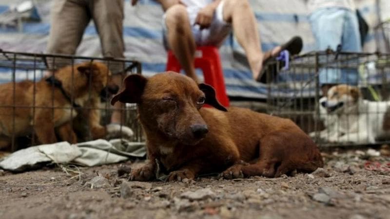 Setidaknya, 100 ekor anjing dikorbankan setiap hari untuk dikonsumsi di Solo. (Vice/Reuters/Kim Kyunghoon)