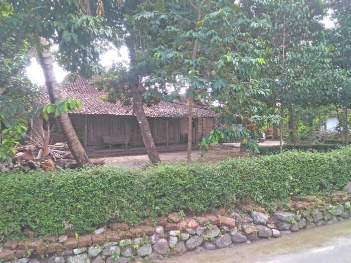 Warga lebih memilih tanaman lain untuk ditanam di Dukuh Mao, Klaten. (Indozone/Eko Haryanto)