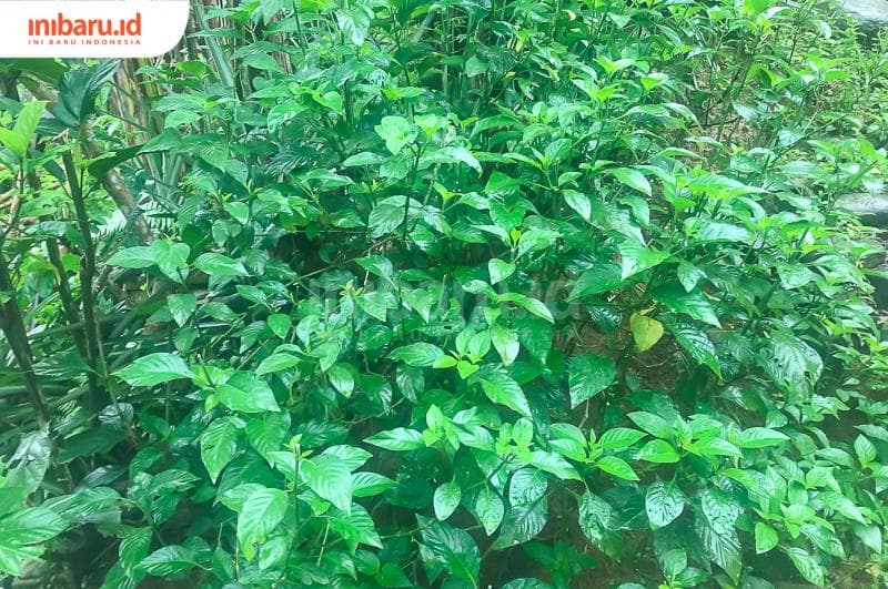 Daun kiperuh atau daun sendok yang berkhasiat menambah stamina. (Inibaru.id/ Fitroh Nurikhsan)