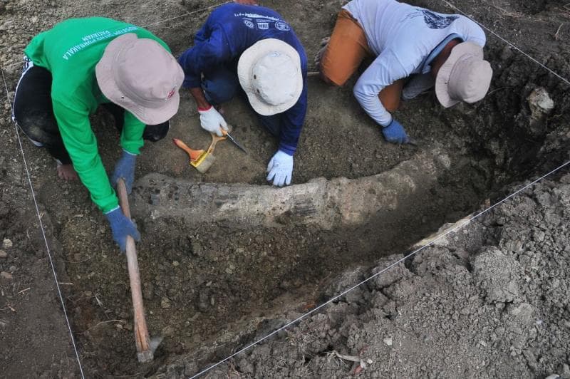 Penemuan fosil gading gajah purba di Pegunungan Patiayam, Dukuh Kancilan, Kelurahan Terban, Kecamatan Jekulo, Kabupaten Kudus. (Antara Foto/Yusuf Nugroho via Media Indonesia)