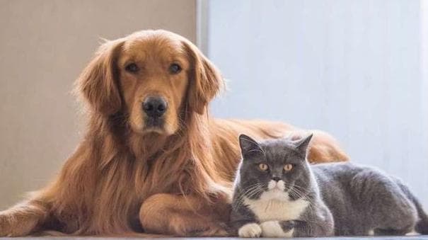 Memberi Warisan pada Hewan Peliharaan, Berlebihan?